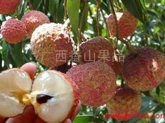香山鸡嘴荔枝-香山鸡嘴荔枝