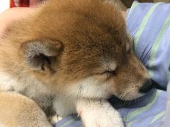 -逗柴咖啡屋·狗咖猫咖宠物桌游