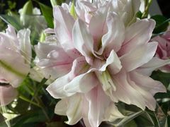 -双季花艺园艺市场(浦东店)