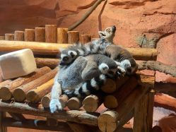 -Zoolung Zoolung动物主题公园(海信广场店)