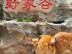 -野象谷景区