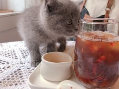 草莓苏打咖啡-MZ猫咖