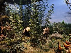 -陕西自然博物馆