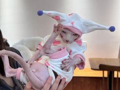 -有猫主题·治愈系猫咖(曾厝垵店)