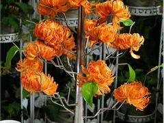 -陇菜和盛祥(金轮宾馆店)