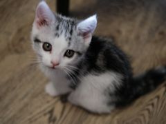 -欣宠猫屋·矮脚拿破仑·蓝金金渐层