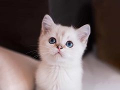 -火宫殿(五一大道分店)