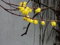 -南京市民俗博物馆(甘熙故居)