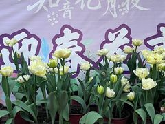 -花博汇(知音花月夜)