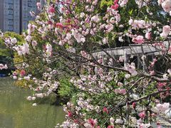 -南汇桃花村