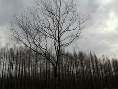 -黄海国家森林公园