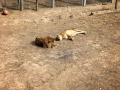 -青藏高原野生动物园