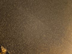 -上海浦东星河湾酒店