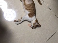-艾贝尔宠物医院 ·内科全科(梁溪路店)
