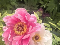 -洛阳市隋唐城遗址植物园