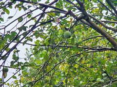 -苹果花园(鞍山路店)