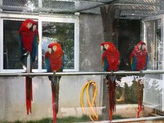 -西霞口神雕山野生动物世界