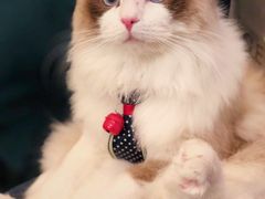 -猫大福·Fortune Cat猫舍(百子湾店)