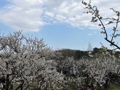 -香雪海