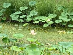 -东郊湿地公园