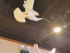 -鸽子窝(青塔店)