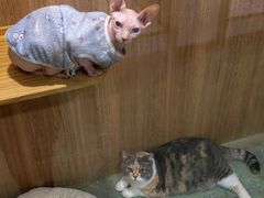 -藦茜花园宠物主题亲子互动体验馆(国顺东路店)