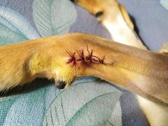 -宠爱国际动物医院· 猫科· 外科·中兽医(长白店)