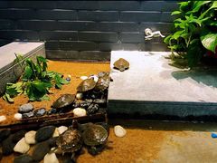 -秦汉胡同古筝围棋国学书院(罗湖分馆)