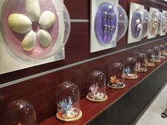 -青岛贝壳博物馆