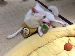 -逗柴咖啡屋·狗咖猫咖宠物桌游