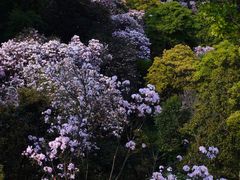 -梧桐山风景名胜区