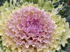 -中国天府农业博览园