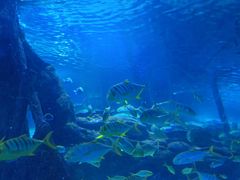 -太平洋海底世界