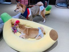 -逗柴咖啡屋·狗咖猫咖宠物桌游