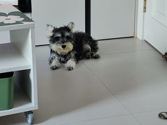 -翊宠yipet猫狗购宠庄园犬舍•猫舍