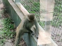 -深圳野生动物园