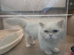 -翊宠yipet猫狗购宠庄园犬舍•猫舍