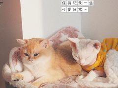 -猫腻·猫咖·撸猫馆(星光大道店)