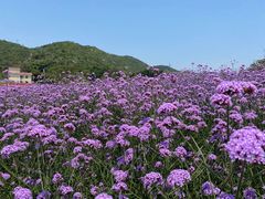 -玫瑰海岸文化旅游度假区