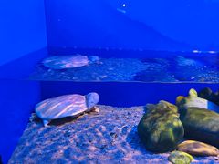 -上海海洋水族馆