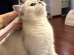 -猫大福·Fortune Cat猫舍(百子湾店)