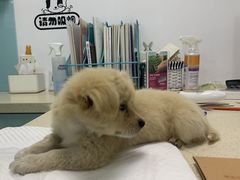 -莘程宠物医院(金山店)