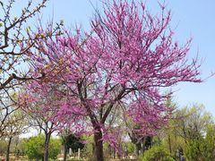 -莱阳濯村樱花园