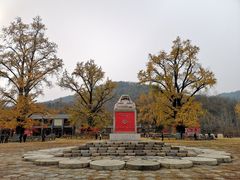 -千年银杏谷文化旅游区