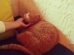 -Sirena海妖日咖夜酒