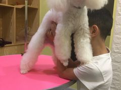 -瑞鹏宠物医院·爱宠堂·骨外专科(西荷分院)