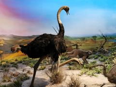 -国家自然博物馆