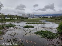 -洱海月湿地公园