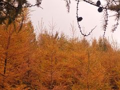 -芦芽山旅游度假区