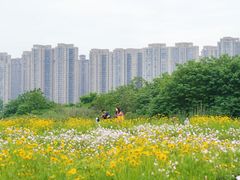-洋湖国家湿地公园